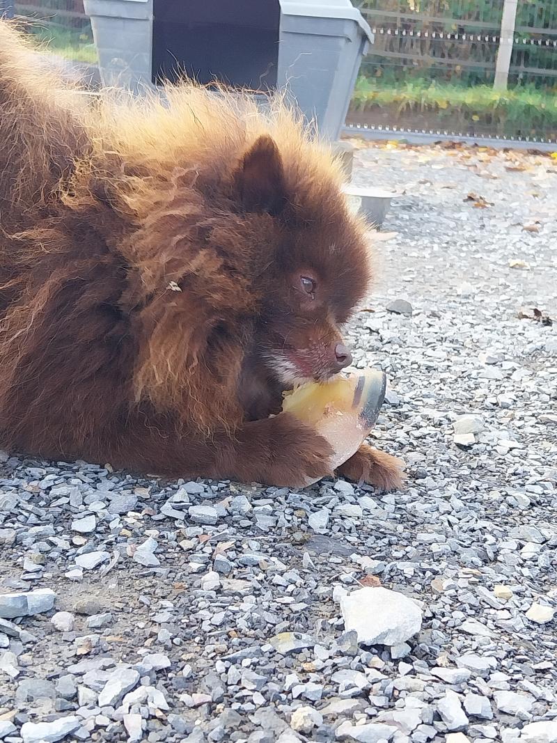 Nooba Femelle Spitz allemand