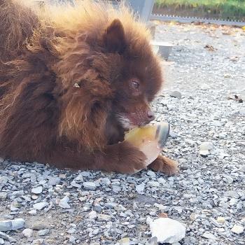 chien Spitz allemand Chocolat Clos d'Athéna Nooba Elevage de la Jambière