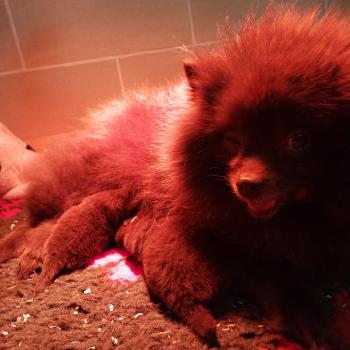 chien Spitz allemand Chocolat Clos d'Athéna Nooba Elevage de la Jambière