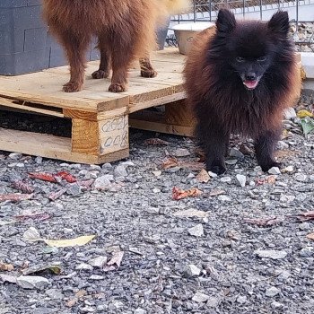 chien Spitz allemand noir Phara Elevage de la Jambière