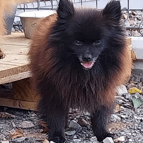 Phara Femelle Spitz allemand