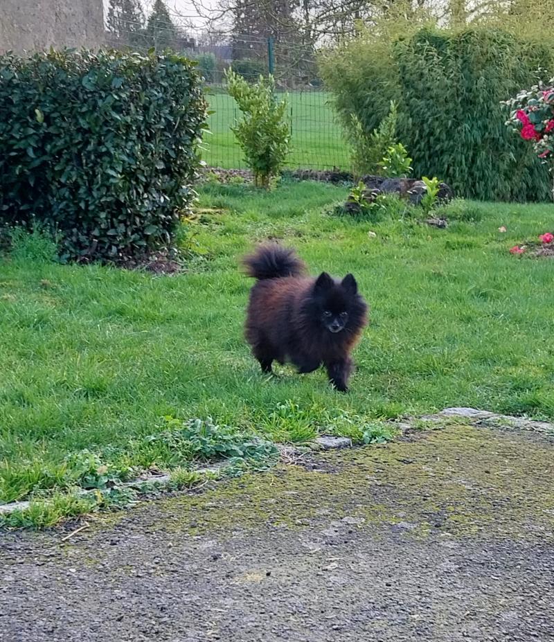 Phara Femelle Spitz allemand