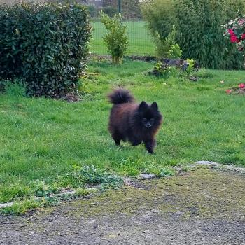 chien Spitz allemand noir Phara Elevage de la Jambière