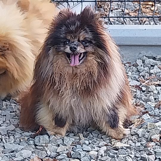 Punky Femelle Spitz allemand