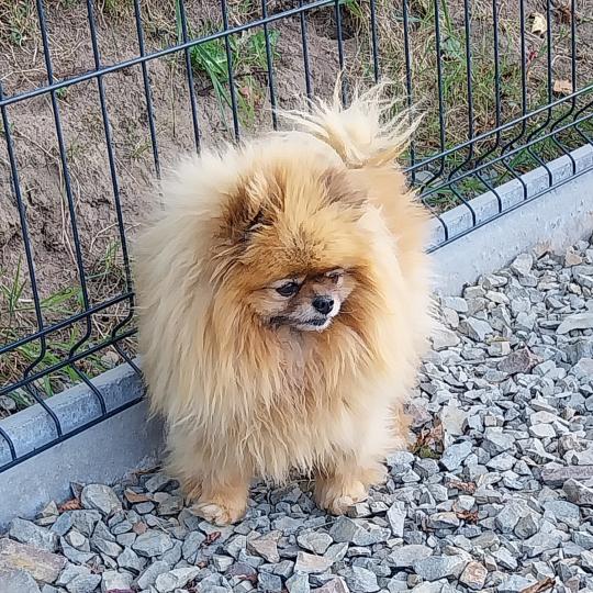 Rasta Femelle Spitz allemand