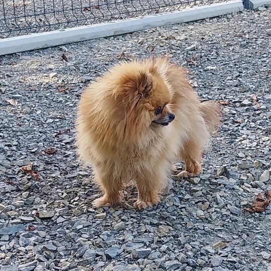 Rebelle Femelle Spitz allemand