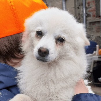 chien Spitz allemand Vanille Elevage de la Jambière