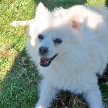 chien Spitz allemand Crème sable Vanille Elevage de la Jambière