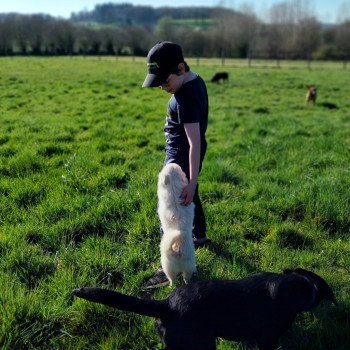 chien Spitz allemand Crème sable Vanille Elevage de la Jambière