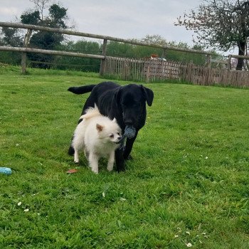 chien Spitz allemand Crème sable Vanille Elevage de la Jambière
