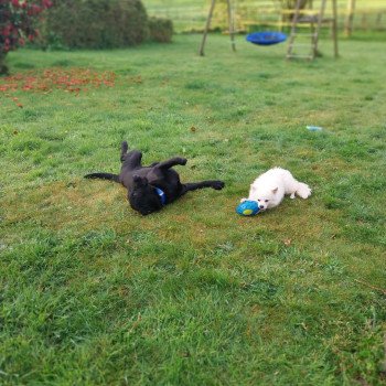 chien Spitz allemand Crème sable Vanille Elevage de la Jambière