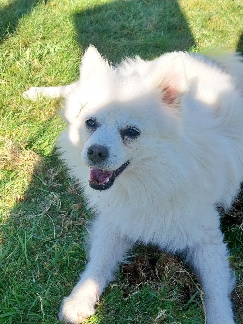 Vanille Femelle Spitz allemand