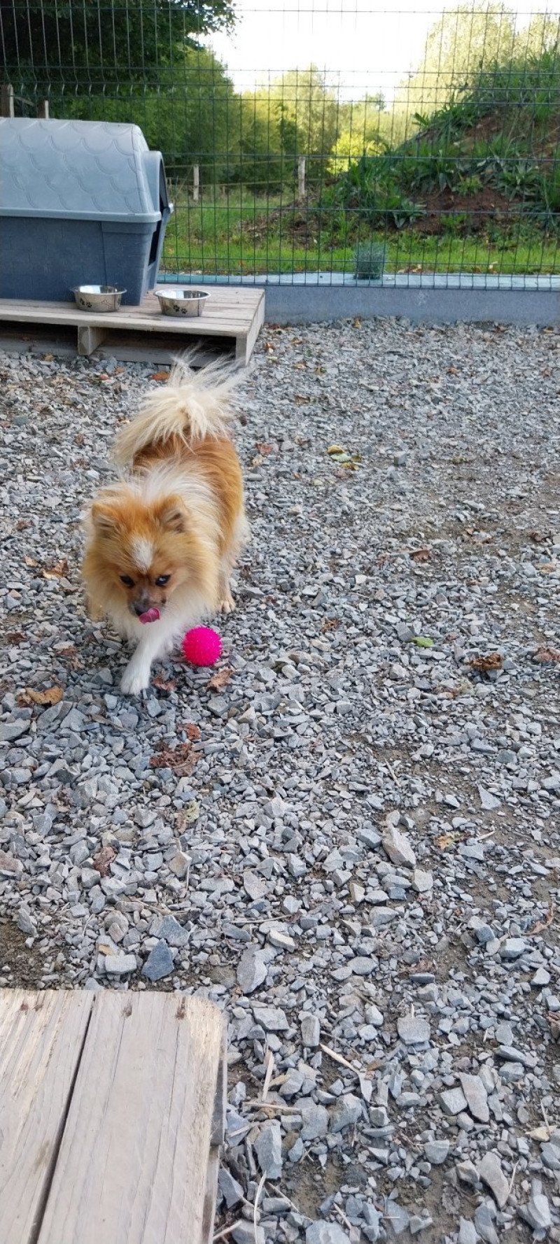 Volt Mâle Spitz allemand