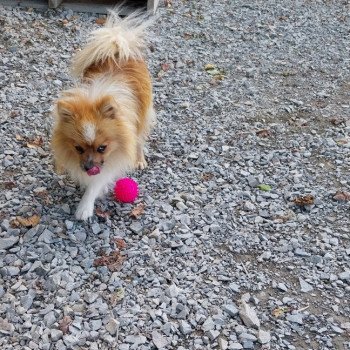 Volt Mâle Spitz allemand