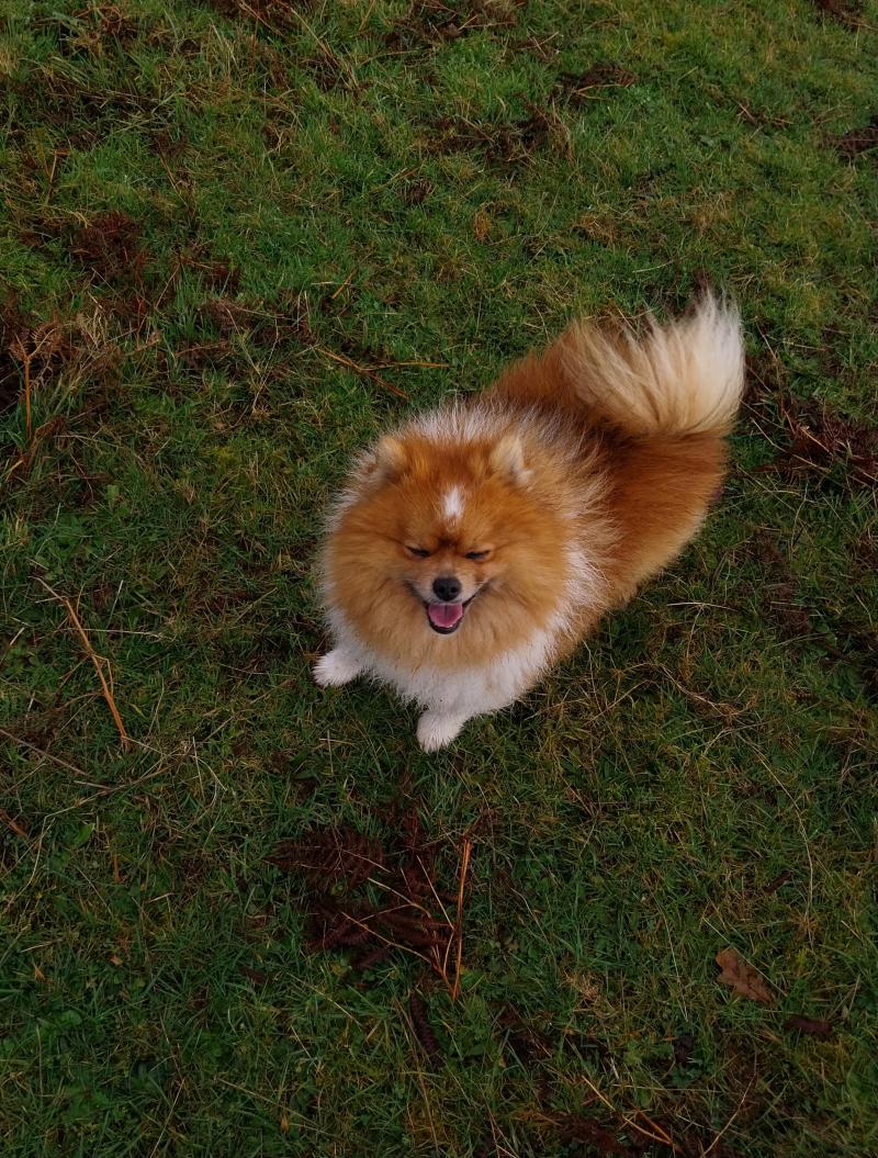 Volt Mâle Spitz allemand