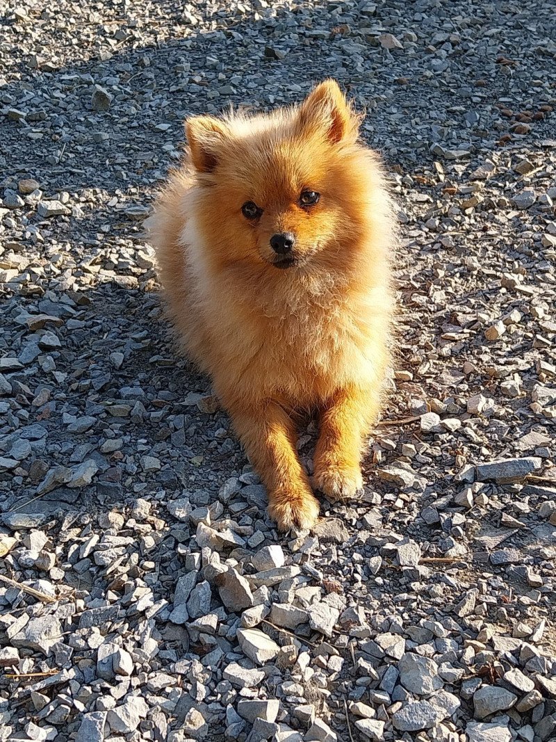 Vénom Mâle Spitz allemand