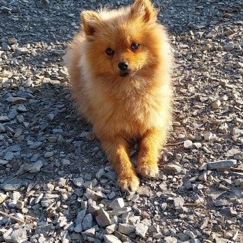 chien Spitz allemand Fauve charbonné Vénom Elevage de la Jambière