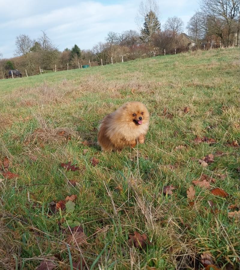 Vénom Mâle Spitz allemand