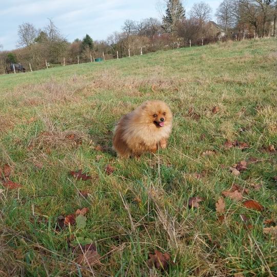 Vénom Mâle Spitz allemand
