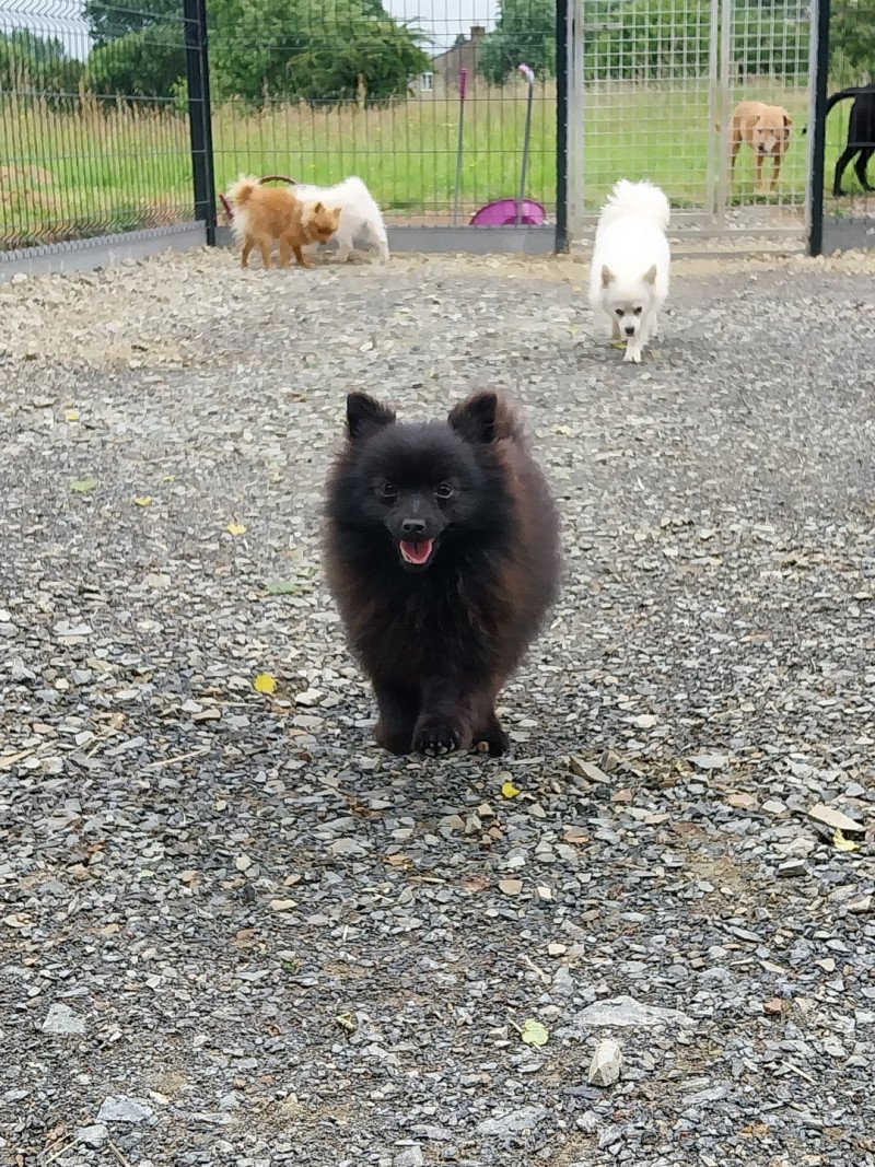 Venus Femelle Spitz allemand