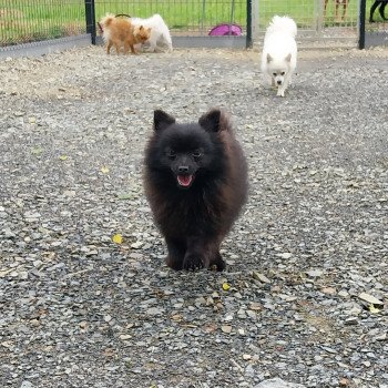 chien Spitz allemand Venus Elevage de la Jambière