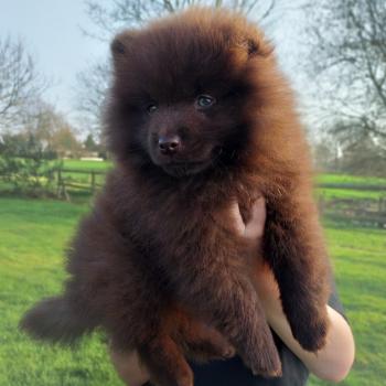 Bien accueillir son chiot