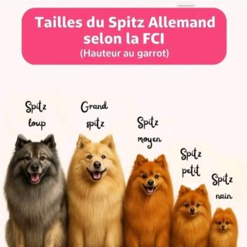 Spitz allemand - la race