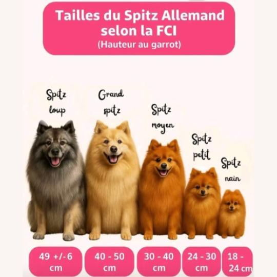 Taille des spitzs